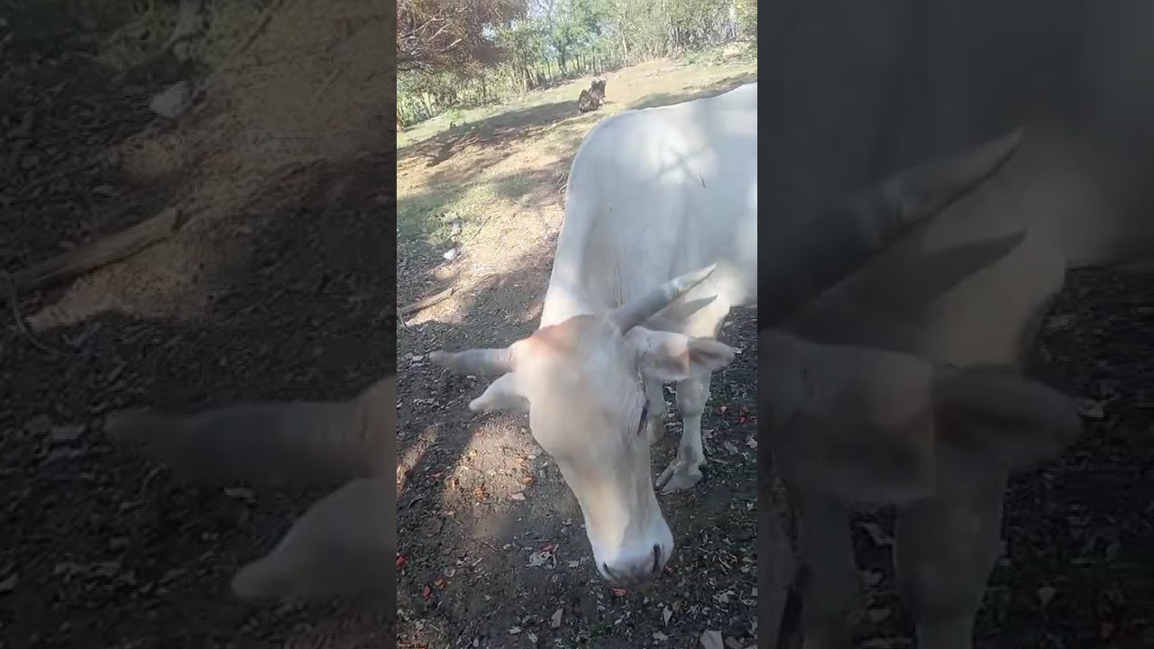 Las vaquitas 