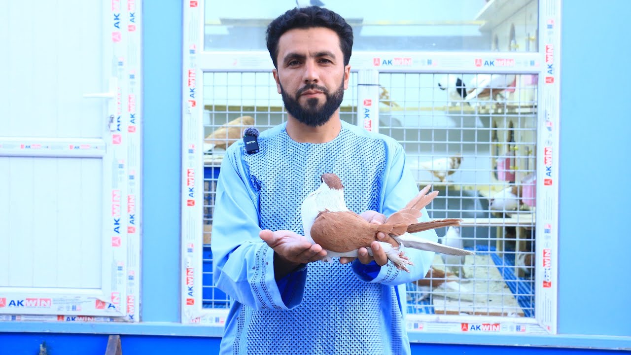 کفترهای مُد روز و هزار دالری حاجی صاحب | Afghanistan Unique and Expensive Pigeons 