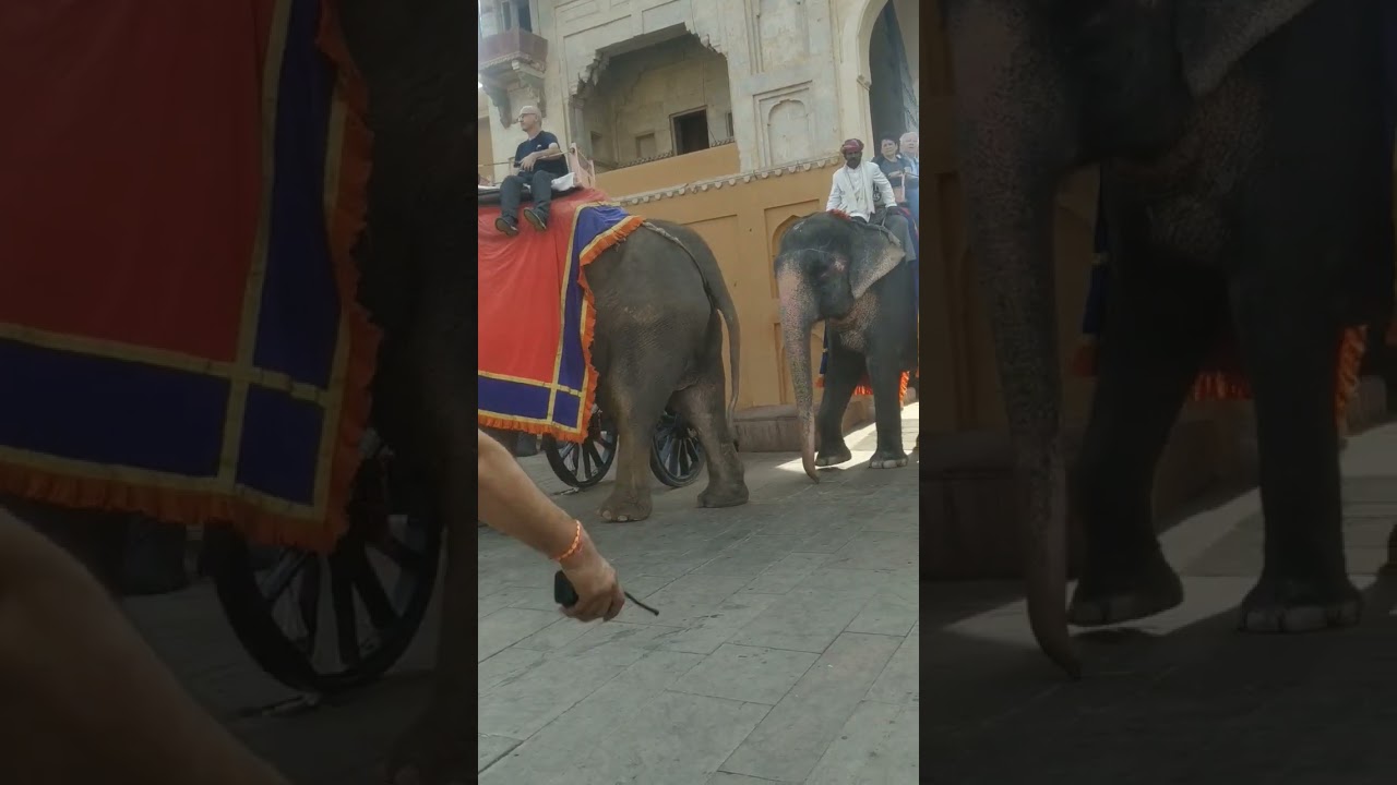 Elephant ride