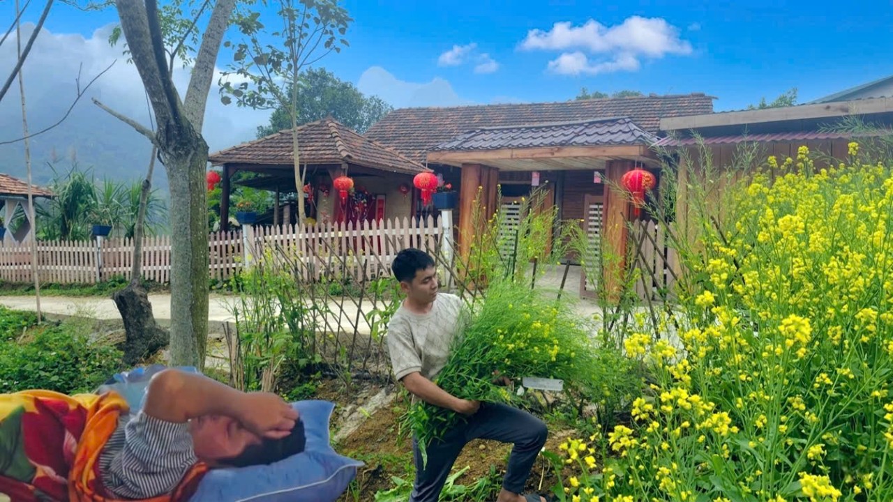 The golden mustard garden and brotherly affection: PHIN helps KONG's family with household chores.