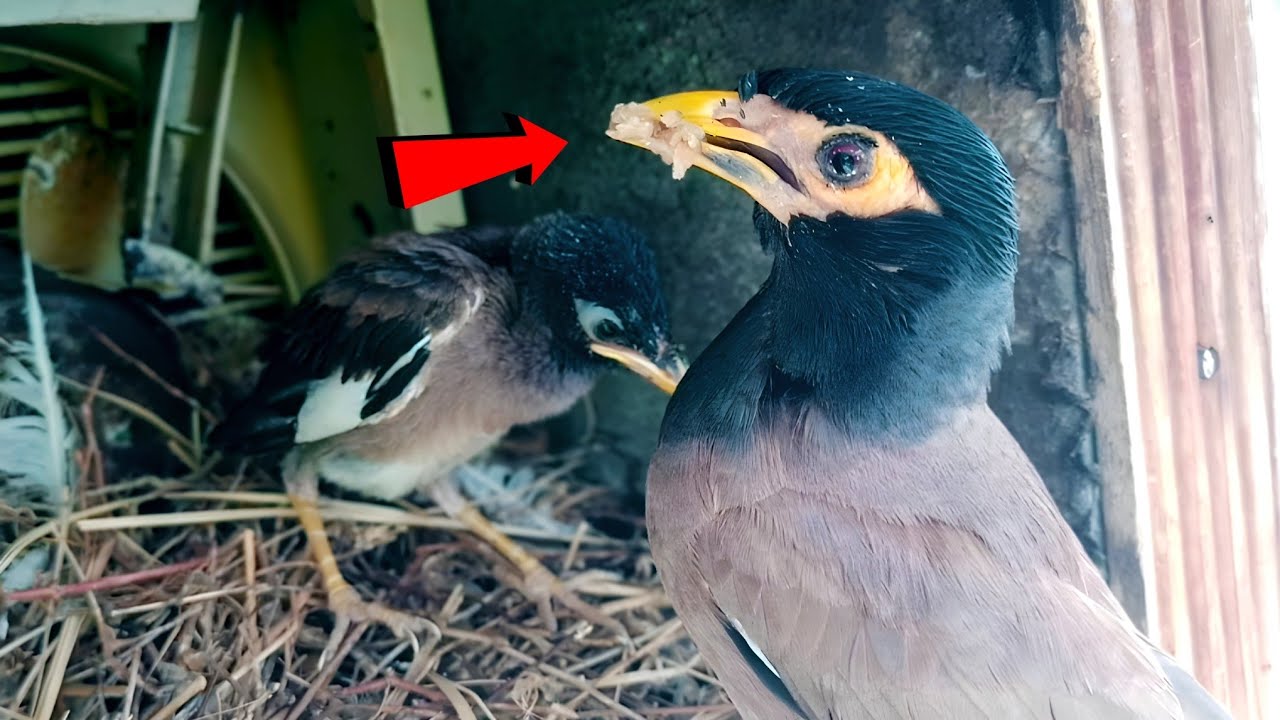 Baby myna not interested in such a normal food!