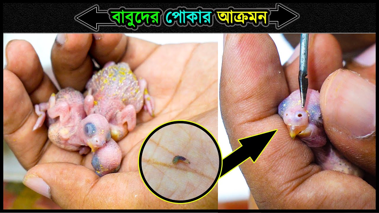 বাজরিগার পাখির বাচ্চার শরীরে পোকার বাসা 🔥 Jactok পাখি ভাইয়া