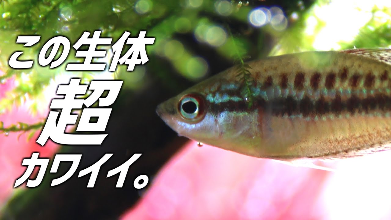 大人気美魚を導入しました。#225【アクアリウム】
