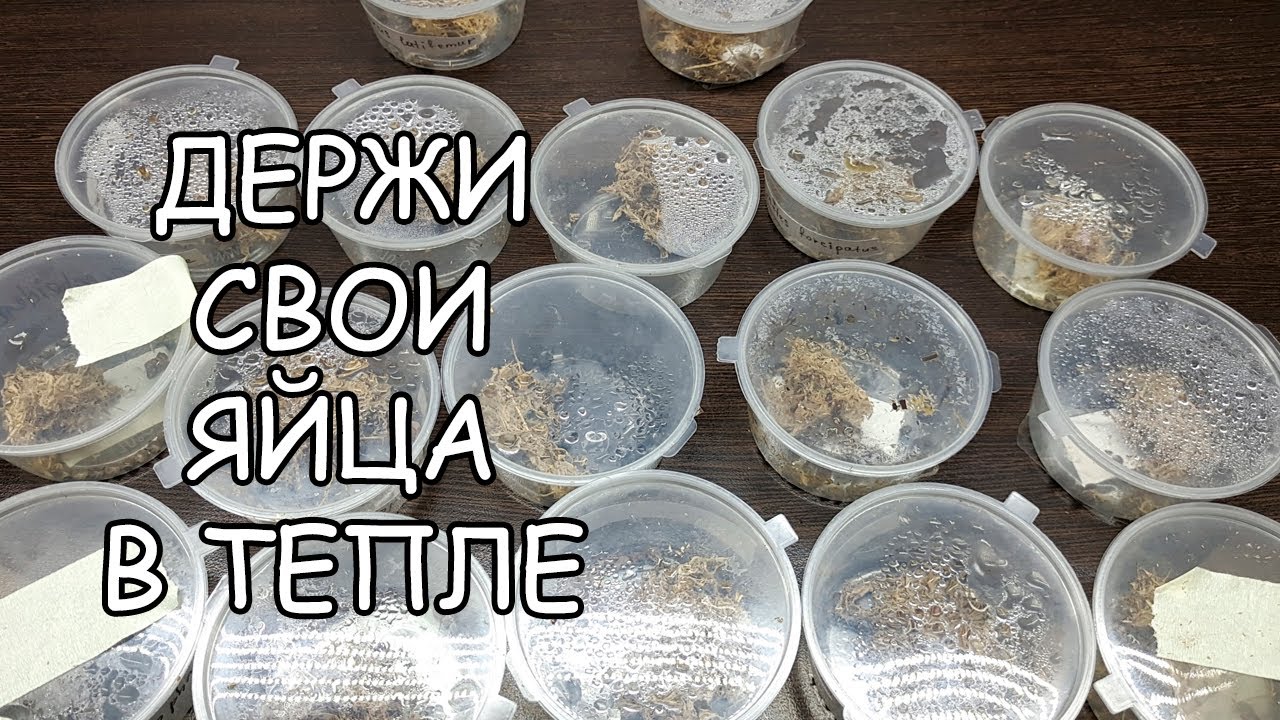 КАК ИНКУБИРОВАТЬ ЯЙЦА ПАЛОЧНИКОВ. ПОЛНАЯ ТЕХНОЛОГИЯ ИНКУБАЦИИ ЯИЦ