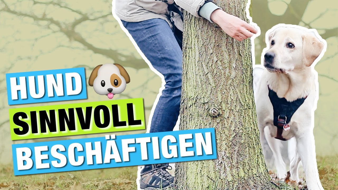 B&auml;ume umrunden beibringen | Hund Tricks beibringen & besch&auml;ftigen | Hundebesch&auml;ftigung