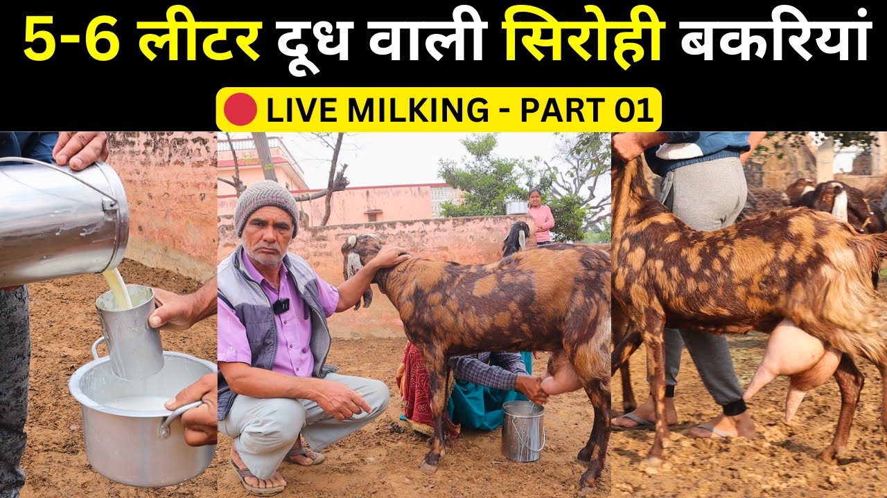 🔴 LIVE MILKING 5-6 लीटर दूध वाली सिरोही बकरियां | Goat farming in India | Harish Yadav