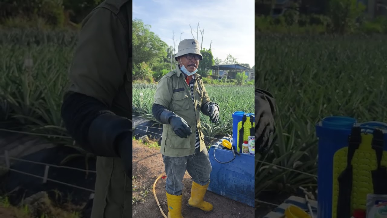 PAKDIN TUNJUKKAN CARA SEMBURAN FOLIAR UNTUK POKOK UMUR 4 5 BULAN DI KEBUN NANAS PAKDIN