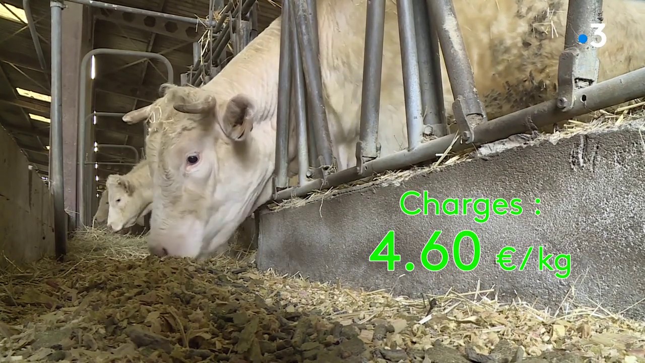 Agriculture : de la viande achetée 3,80 euros le kilo aux éleveurs est revendue 42,10 euros