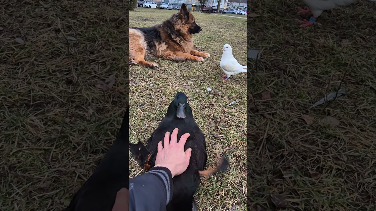 Brzuszek od kaczuszek, kaczor Jerry bardzo kocha swoich widz&oacute;w 🦆😂🕊 #kaczor #gołąb #owczarekniemiecki