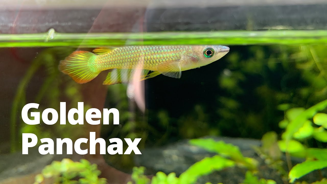 Golden Panchax shallow aquarium