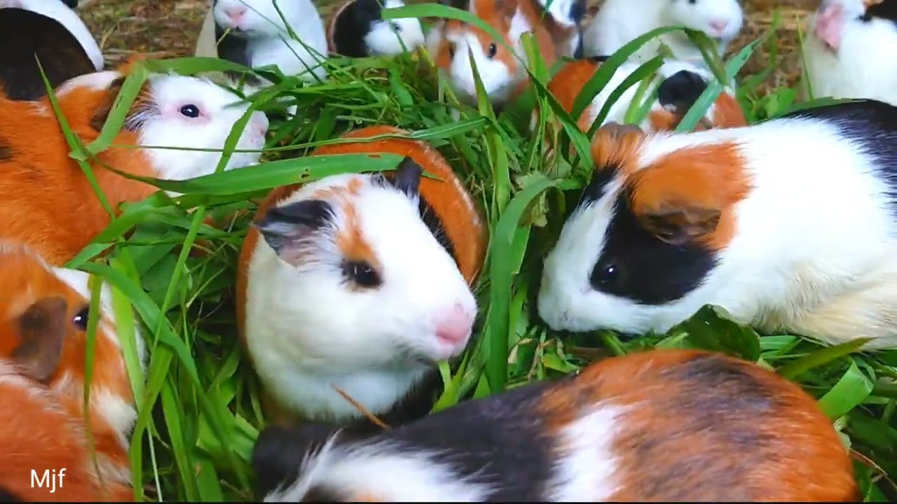 Guinea pigs eating asmr, feeding cute and adorable guinea pigs, cute guinea pigs, guinea pig videos 