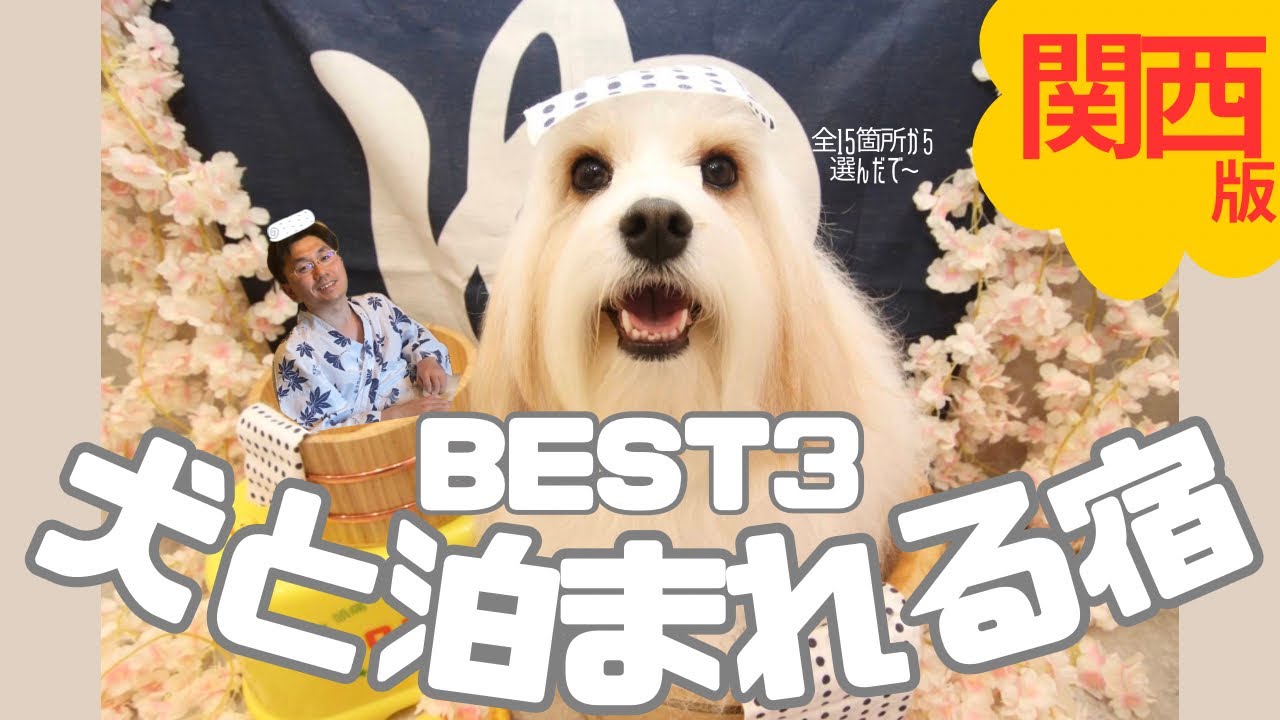 【保存版】愛犬と行ってよかった宿ランキングTOP3丨関西中心15カ所から厳選！