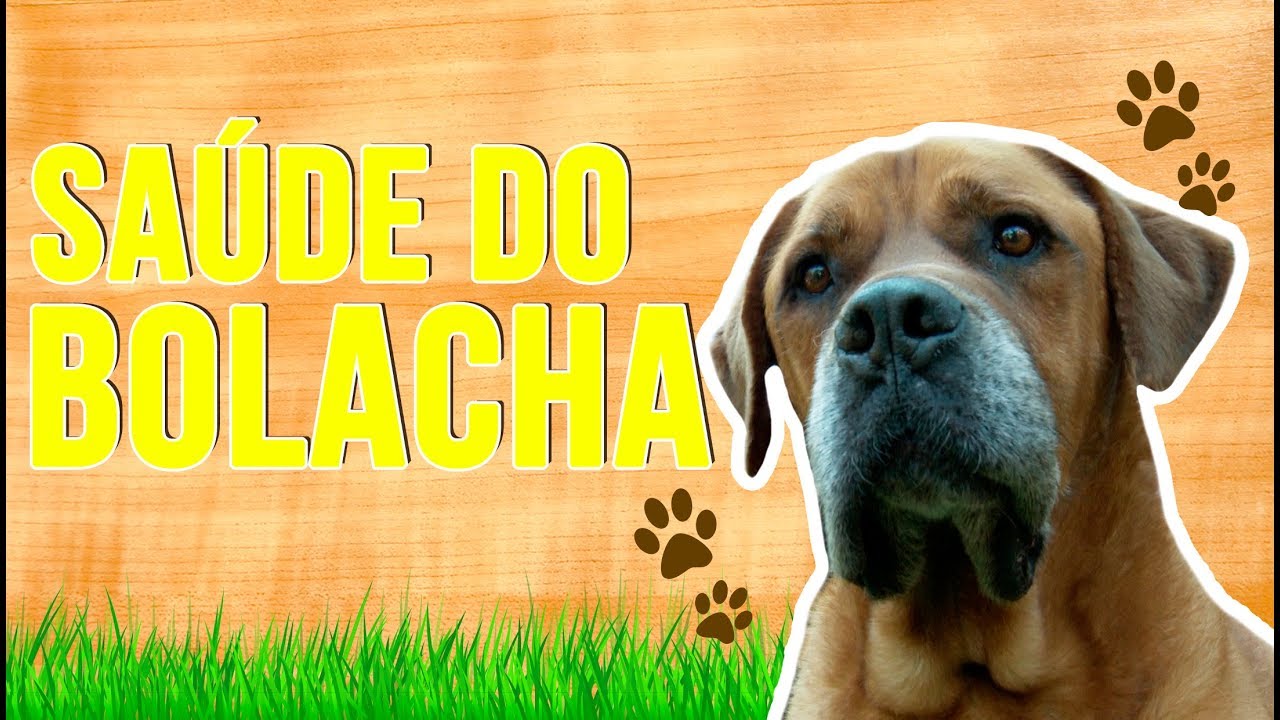 TIVEMOS QUE AMPUTAR A PATA DO BOLACHA | RICHARD RASMUSSEN