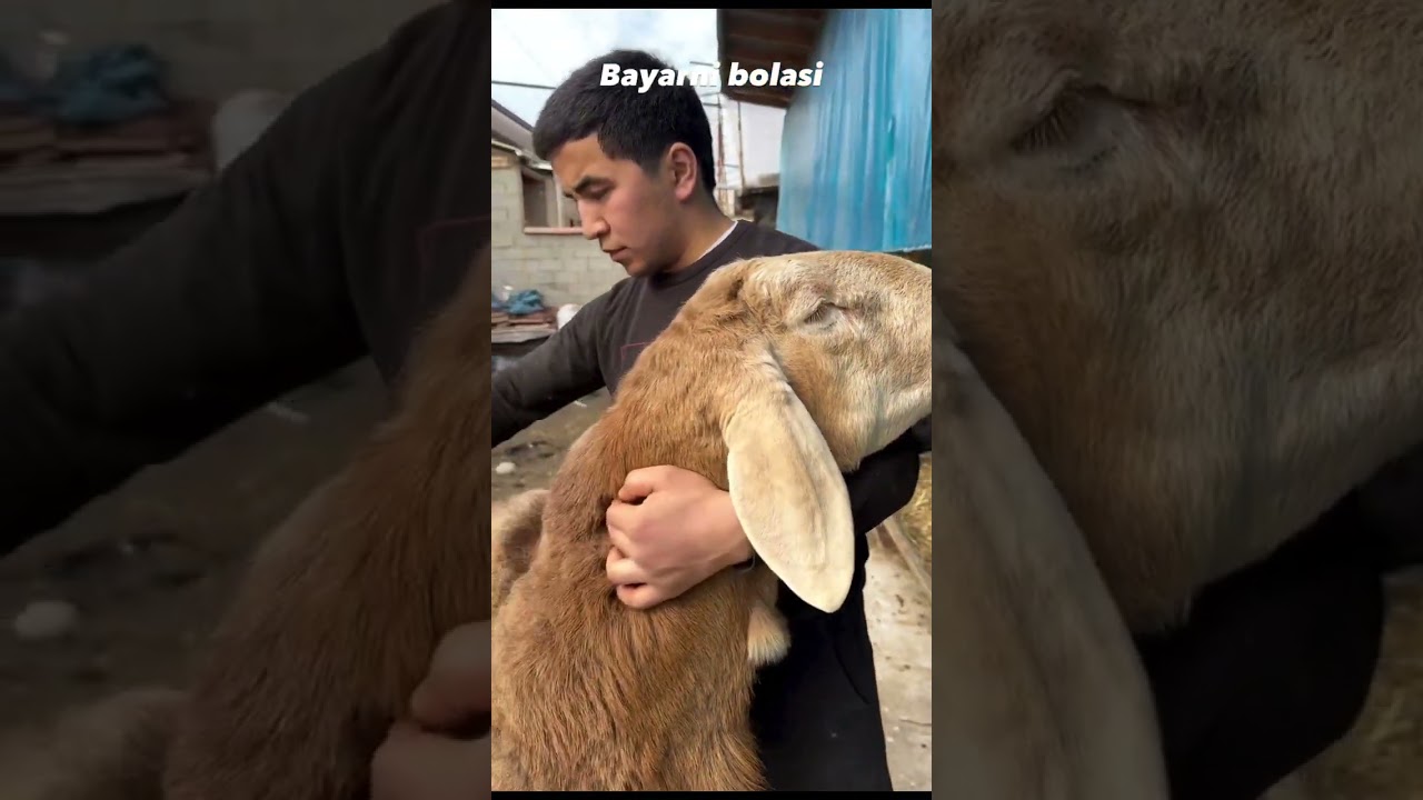 #animals но б