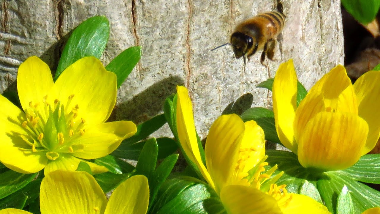 Sights and Sounds of Spring