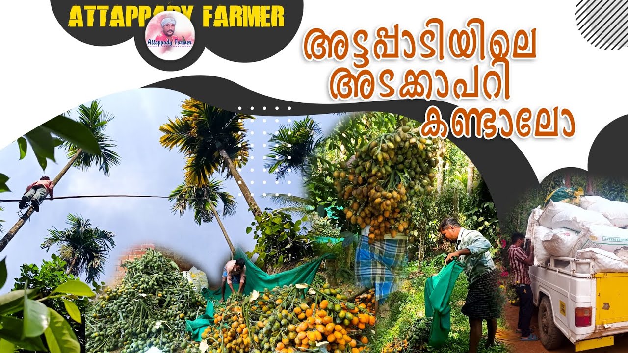 അട്ടപ്പാടിയിലെ അടക്കാപറി കണ്ടാലോ... 🤓
