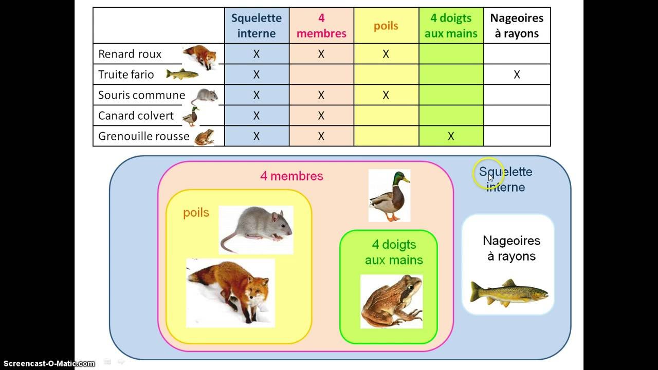 capsule groupes emboites