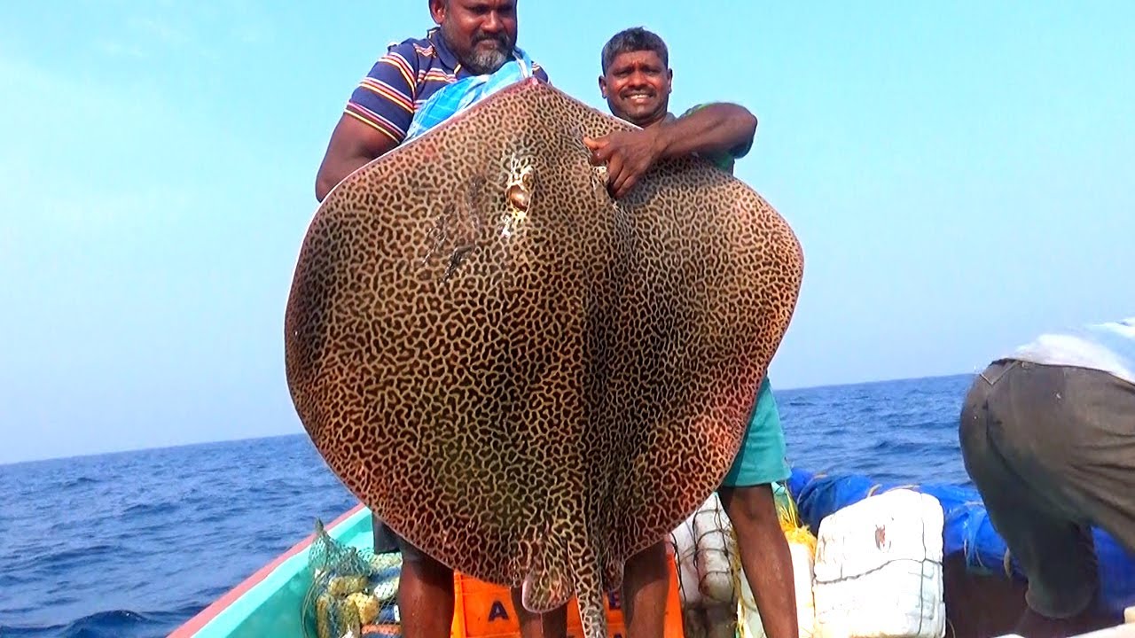 TWO HUGE MONSTER FISHING - STINGRAY & GOLIATH GROUPER CAUGHT IN SEA
