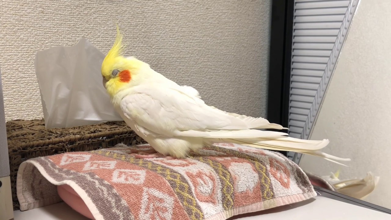 Working sound with a sleepy cockatiel (no music) | 作業用オカメインコ40分