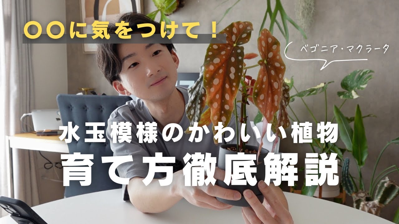 【初心者必見】水玉模様が可愛いベゴニア・マクラータの育て方