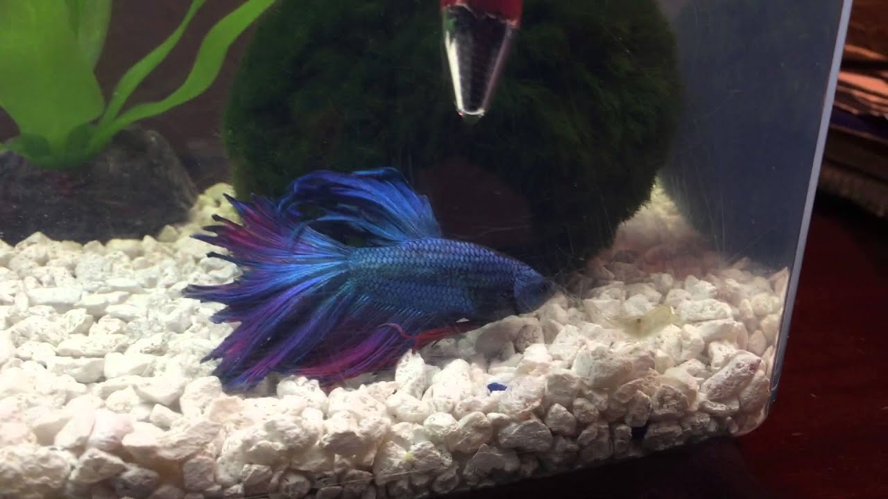 Betta plays, bullys, chases Ghost Shrimp