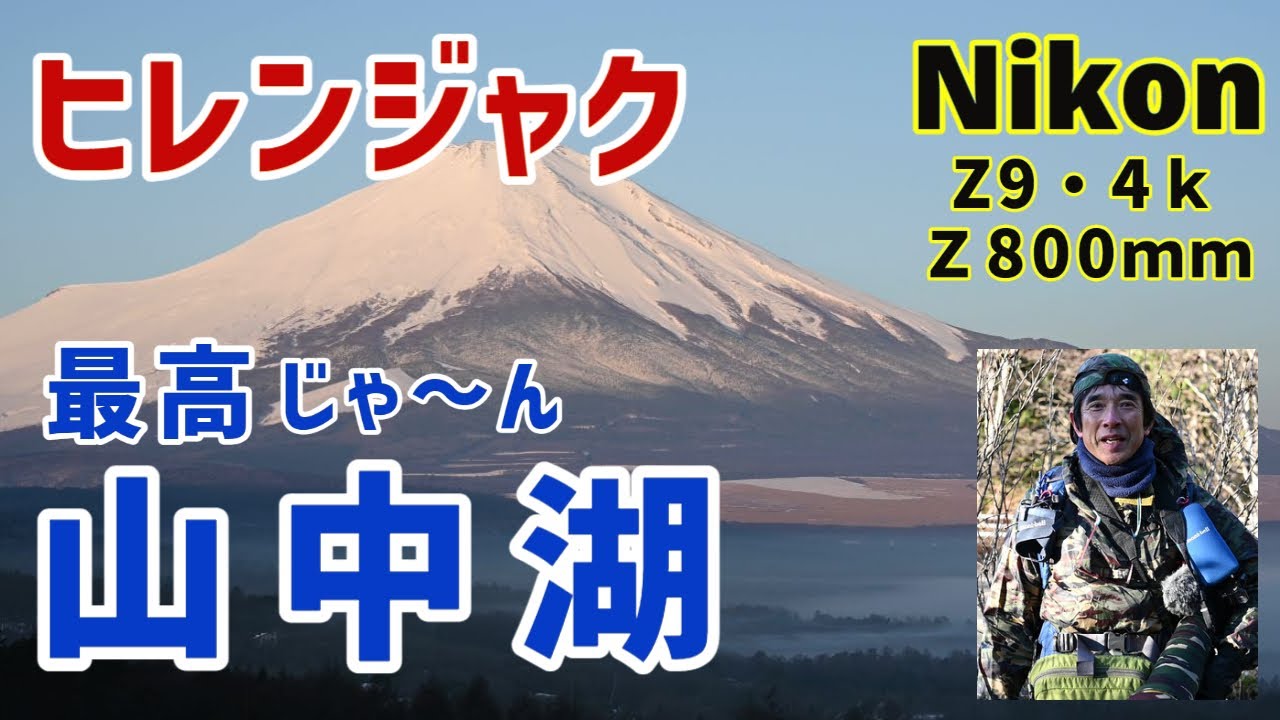 山中湖は最高！ヒレンジャクさん Nikon Z9 / Z800ｍｍ ４ｋ