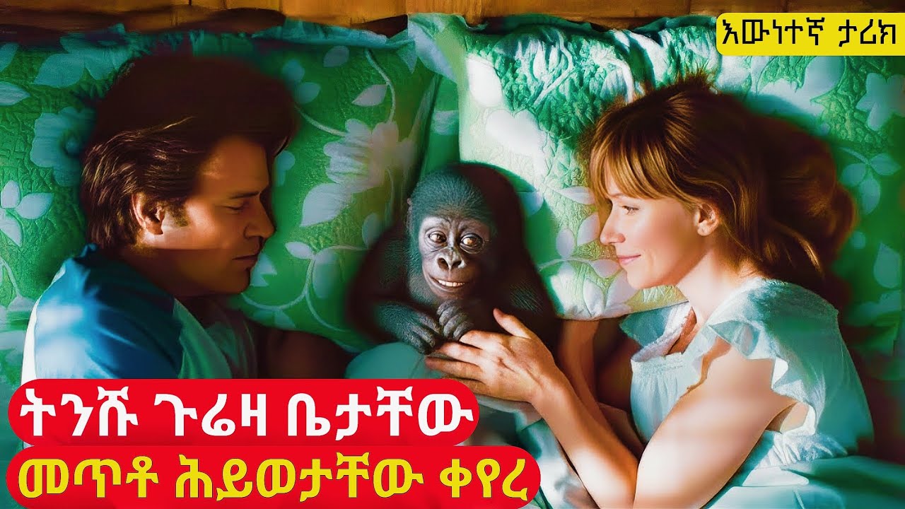 ትንሹን ጉሬዛ ሊያሳድጉት ብያመጡትም ለአመታት የገነቡትን ትዳር አፈረሰባቸው | cinemawi mirtfilm #ebs
