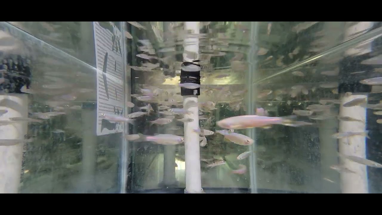 danio kerri. BOPIS Buy Online Pickup In Store at your local favorite store. Relaxing music.