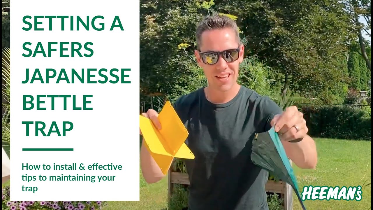 How to Set Up a Safers Japanese Beetle Trap