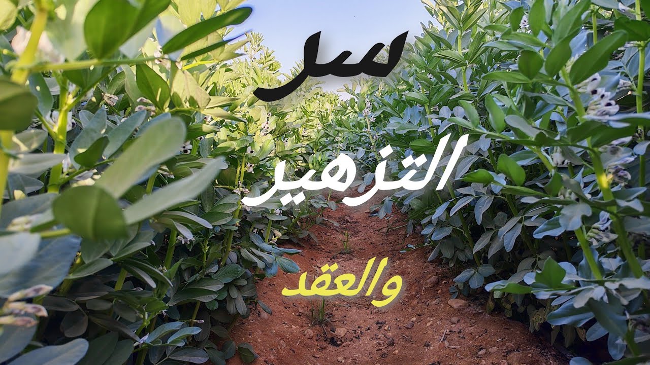 سر زيادة التزهير والعقد فى الفول البلدى اقوى مركب لرفع الانتاجية 