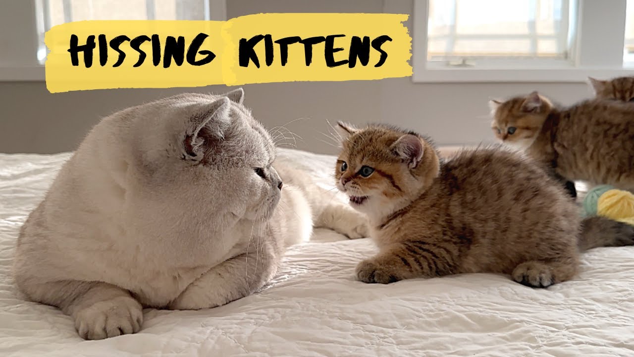 Kittens HISSING at Apollo and then the big cat occasionally farts!