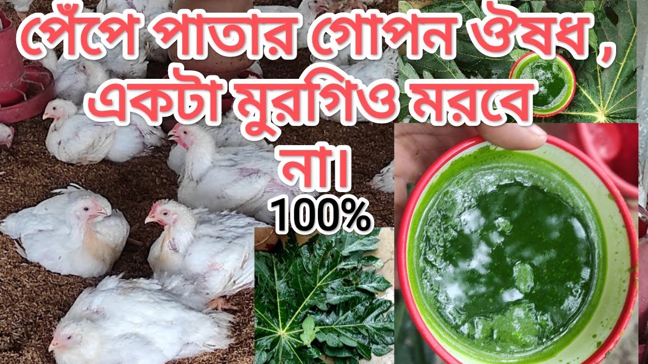 মুরগিকে পেপে পাতা খাওয়ানোর গোপন রহস্য 🐔 | Poultry Farming Tips ...
