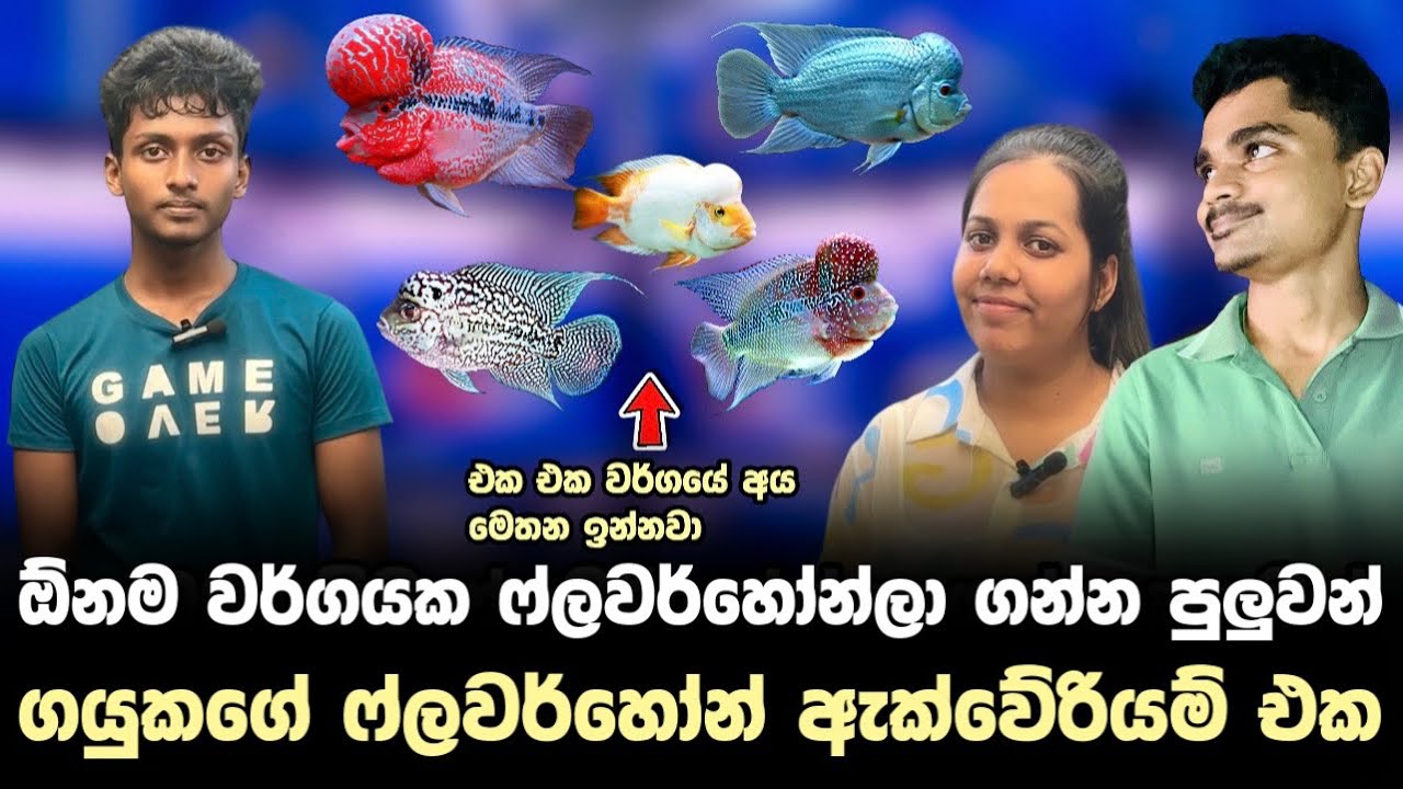 ෆ්ලවර්හෝන්ලා අඩුවට ගන්න පුලුවන් ගයුකගේ ඇක්වේරියම් එක | FlowerHorn Aquarium Tour