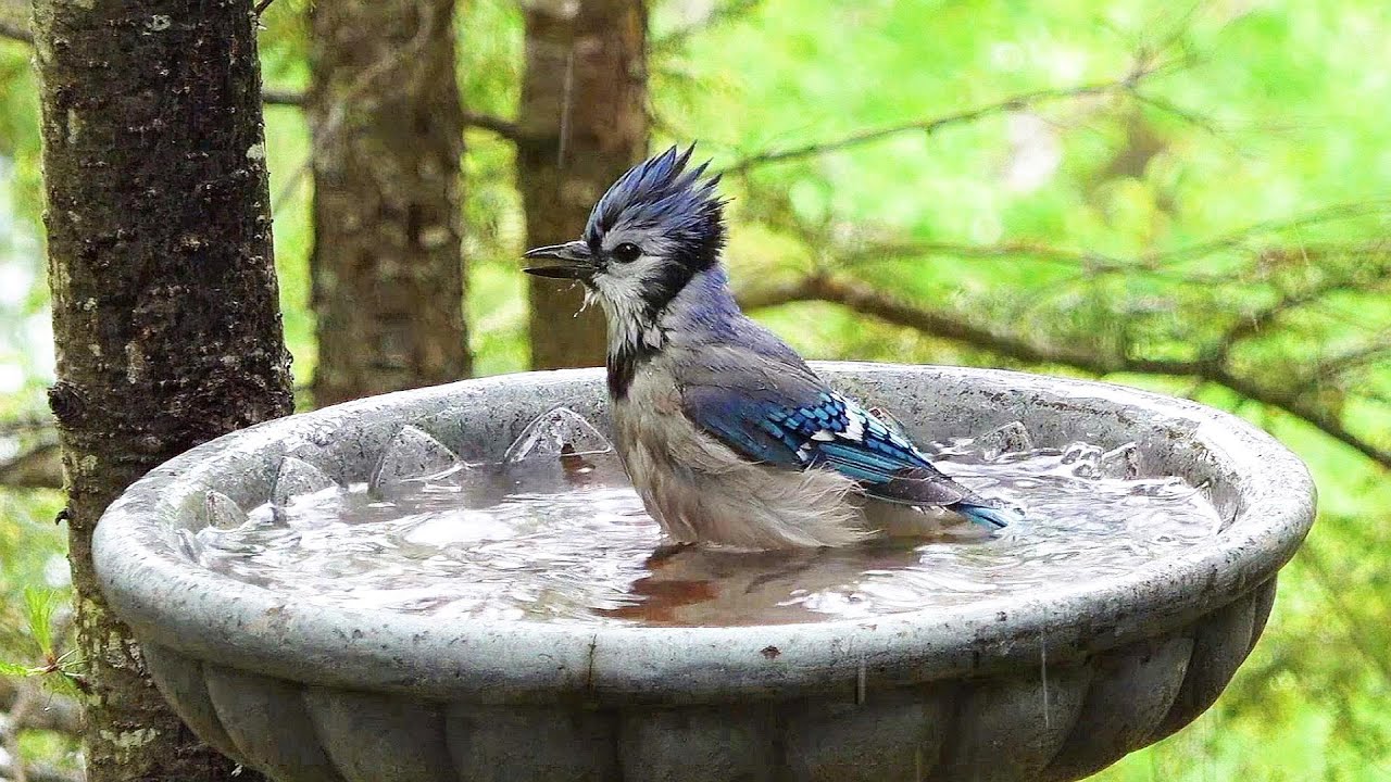 목욕하는 블루제이 Blue Jay Having A Bath