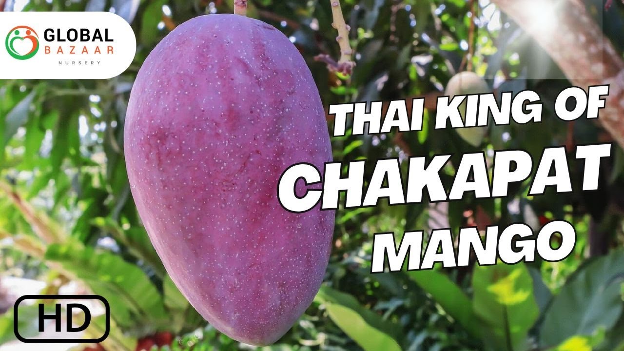 Thai King of Chakapat Mango | The Royal Variety Everyone Wants to Grow!  | Thai Red Emperor Mango