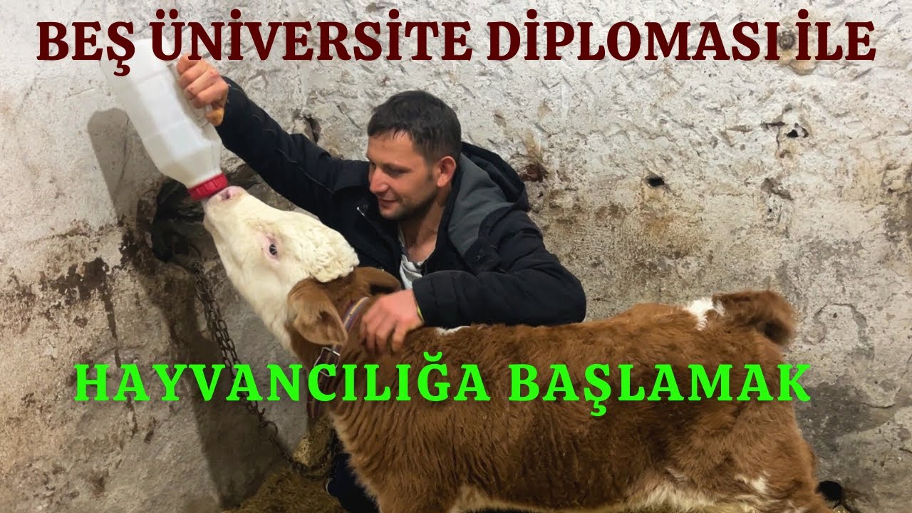 BEŞ ÜNİVERSİTE DİPLOMASI İLE HAYVANCILIĞA BAŞLAYAN - ENES ÖZDEMİR