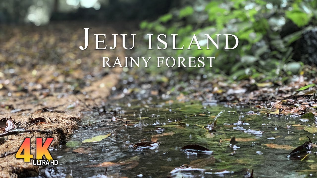Walk in the Rainy Forest, Jeju Island │ Umbrella and rain sounds for Sleep and Relaxation