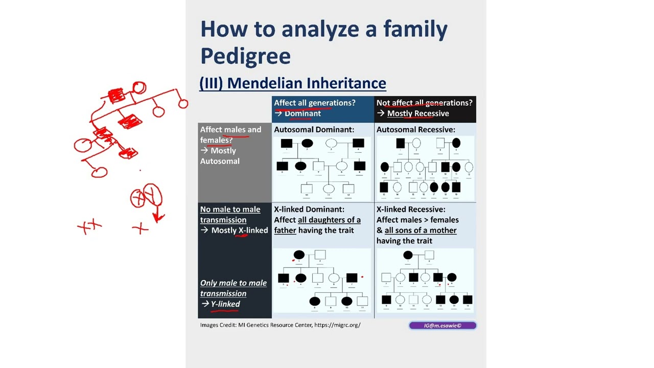 How to analyze a family pedigree (بالعربية)