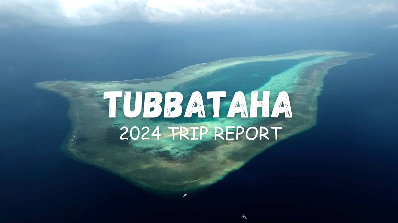 Дайвинг Туббатаха в 2024 году... (4K)