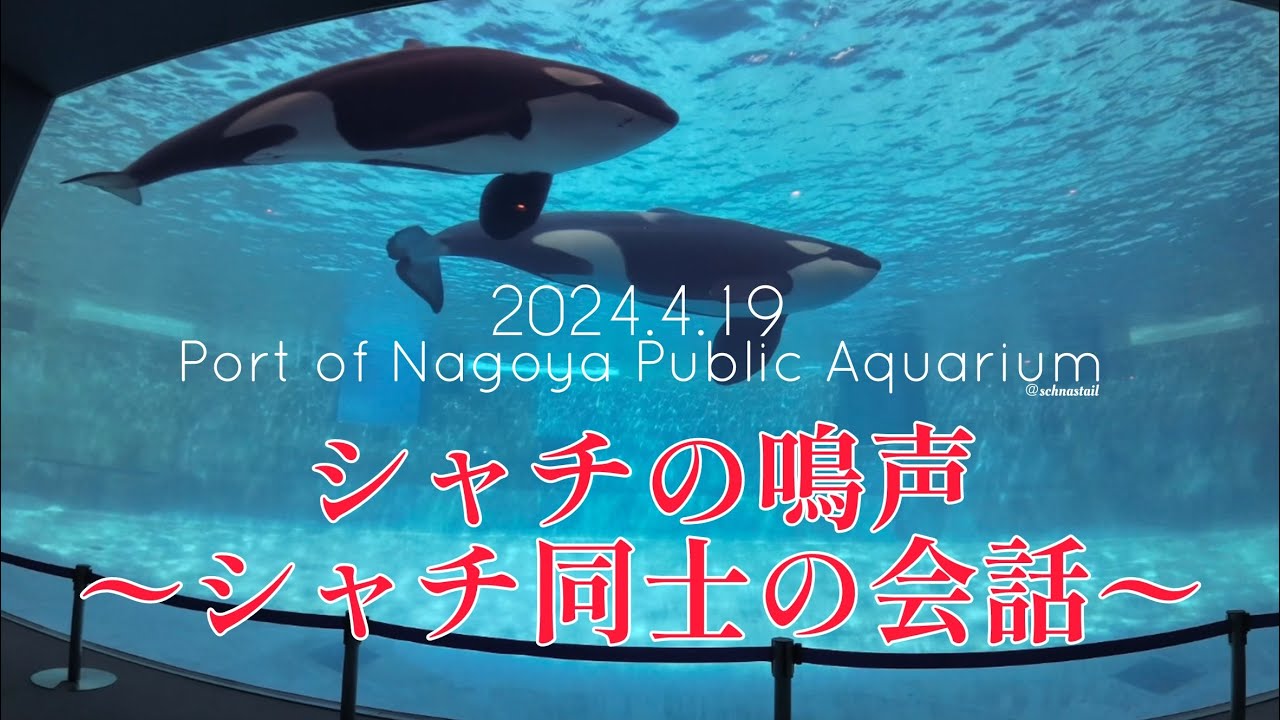 【シャチ】シャチの鳴声〜シャチ同士の会話〜  #名古屋港水族館