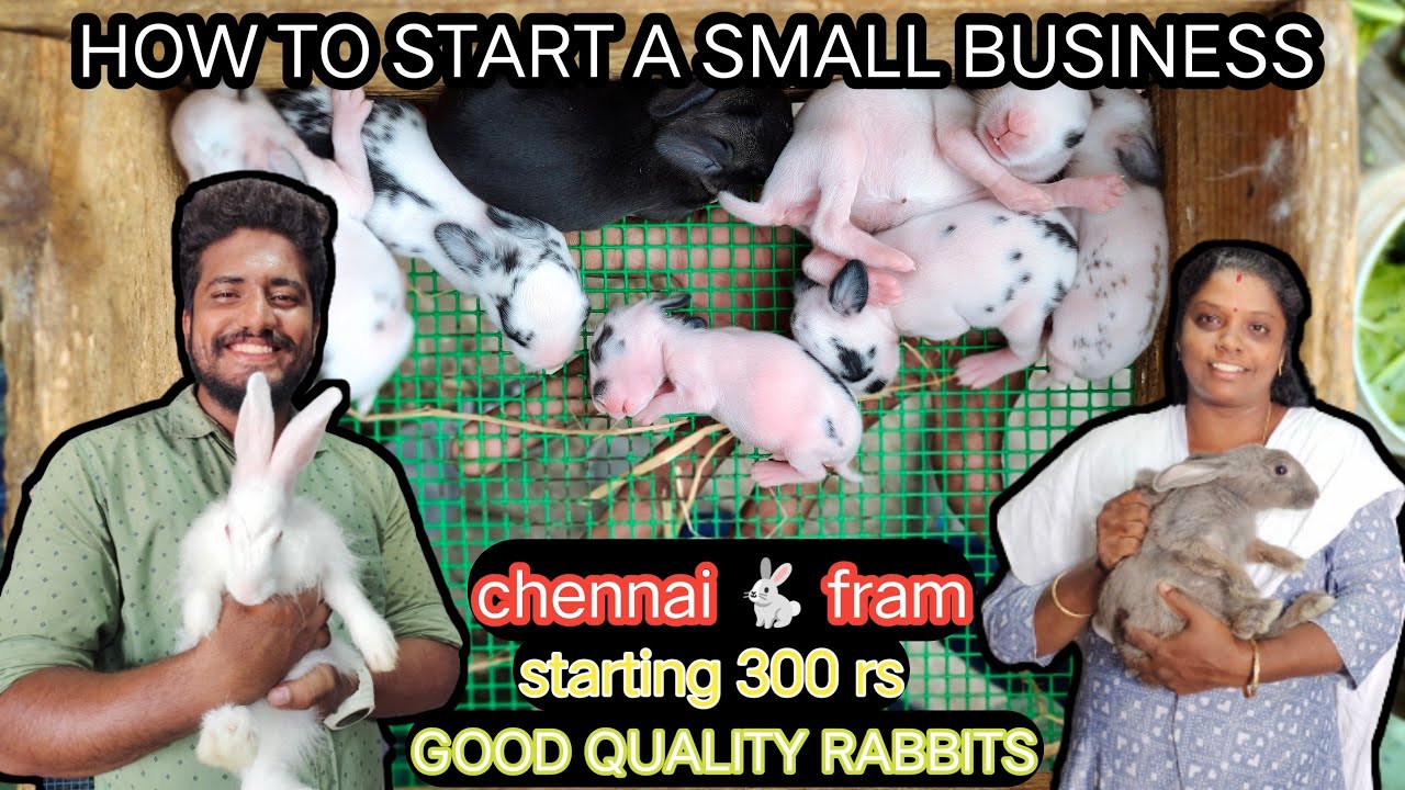 Rabbit farming in chennai l recommend for pet lovers l small Business l Good qualities bunny￼￼