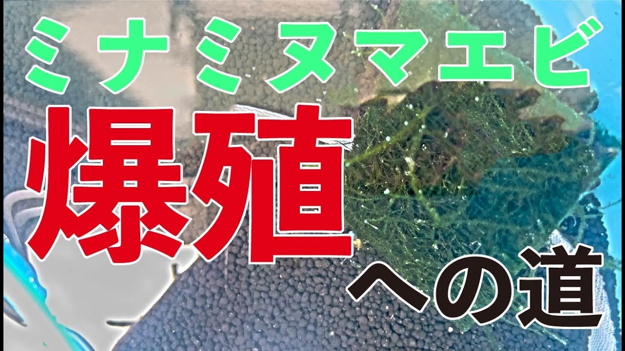 【目指せ大繁殖】ミナミヌマエビ屋外飼育水槽立ち上げ