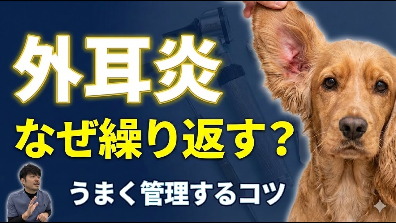 獣医が教える繰り返す外耳炎を簡単にケアする方法