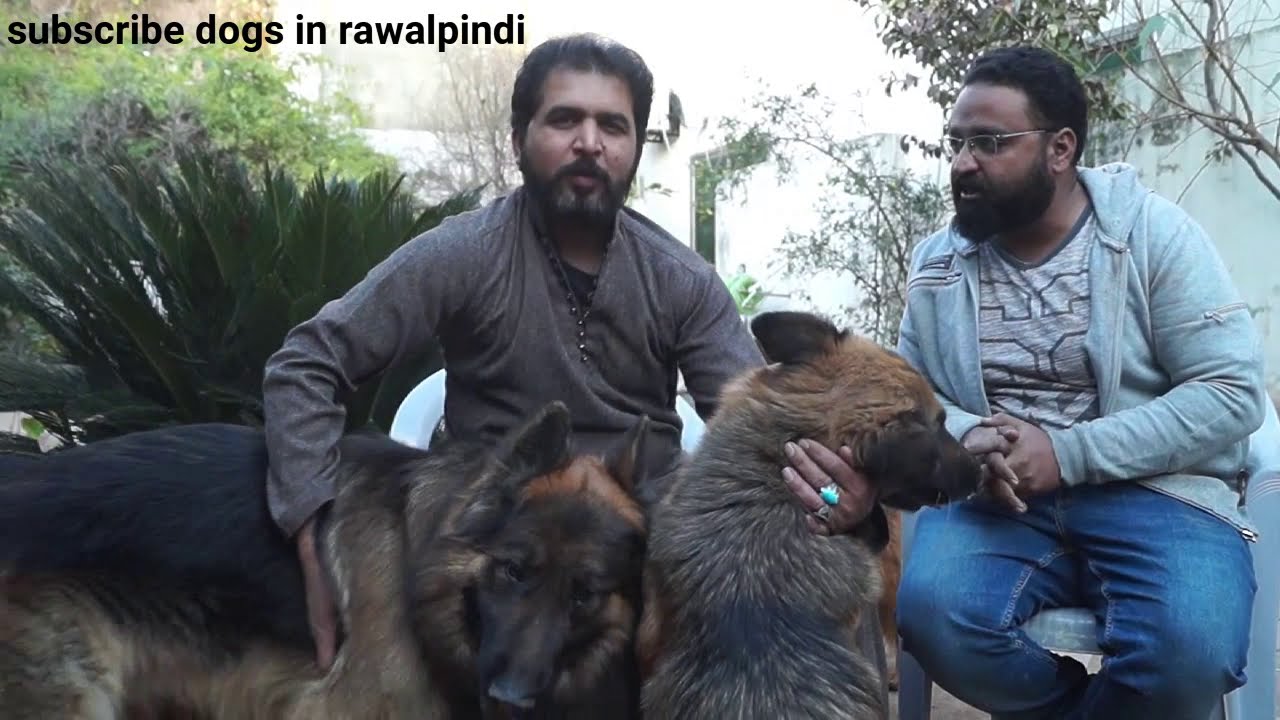 Beautifull German  shepherd dogs kennel in rawalpindi longcoat german shepherds adult and puppies...