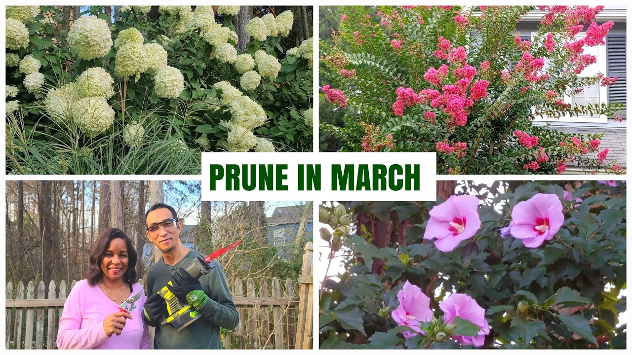 Perennials You Should Prune in March for Abundant Blooms #gardening