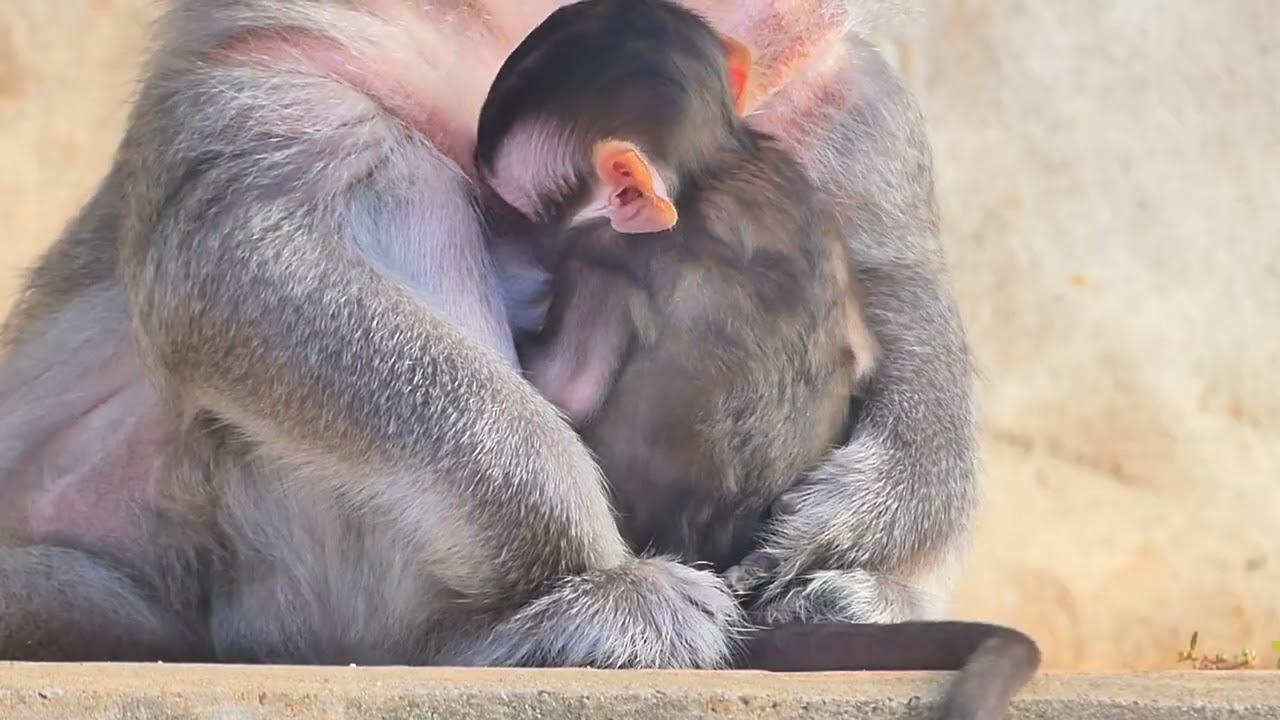 Baby Monkey so cute Mama take care grooming