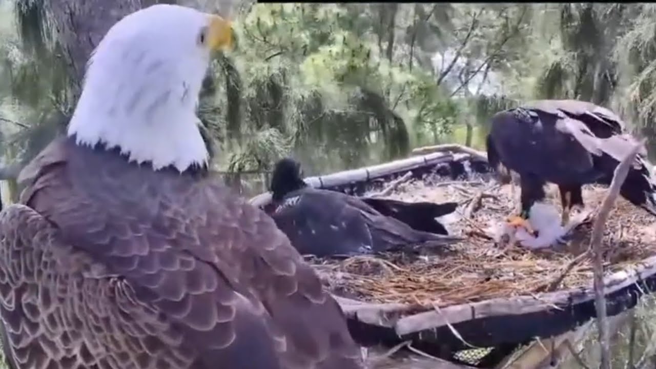 Eaglet eating bird prey in lunch | Dade County Eagle | Mar 8, 26