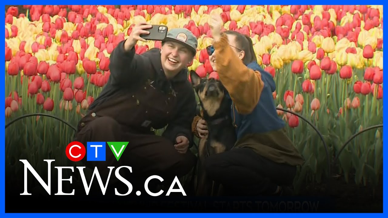 Canadian Tulip Festival set to get underway