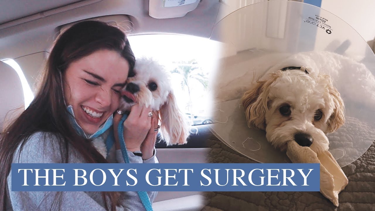 OUR DOGS GET SURGERY! (vlog)
