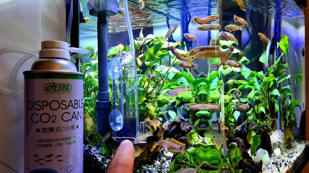 Sistem CO2 ieftin (doar 42 lei): Ista CO2 Starter Set (Unboxing and Review)